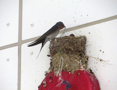 Welcome Swallow at nest on the side of an airport building. A few of these were nesting with their distinctive mud construction nests while we were waiting at the airport in Cairns. The photo of the bird isn't great, but it is a rather nice view of the mud nests. There seem to be 2-3 distinct layers, which arises, I suspect, from different rainfall conditions during its construction. Australia,Cairns,Geotagged,Hirundo neoxena,Spring,Welcome Swallow