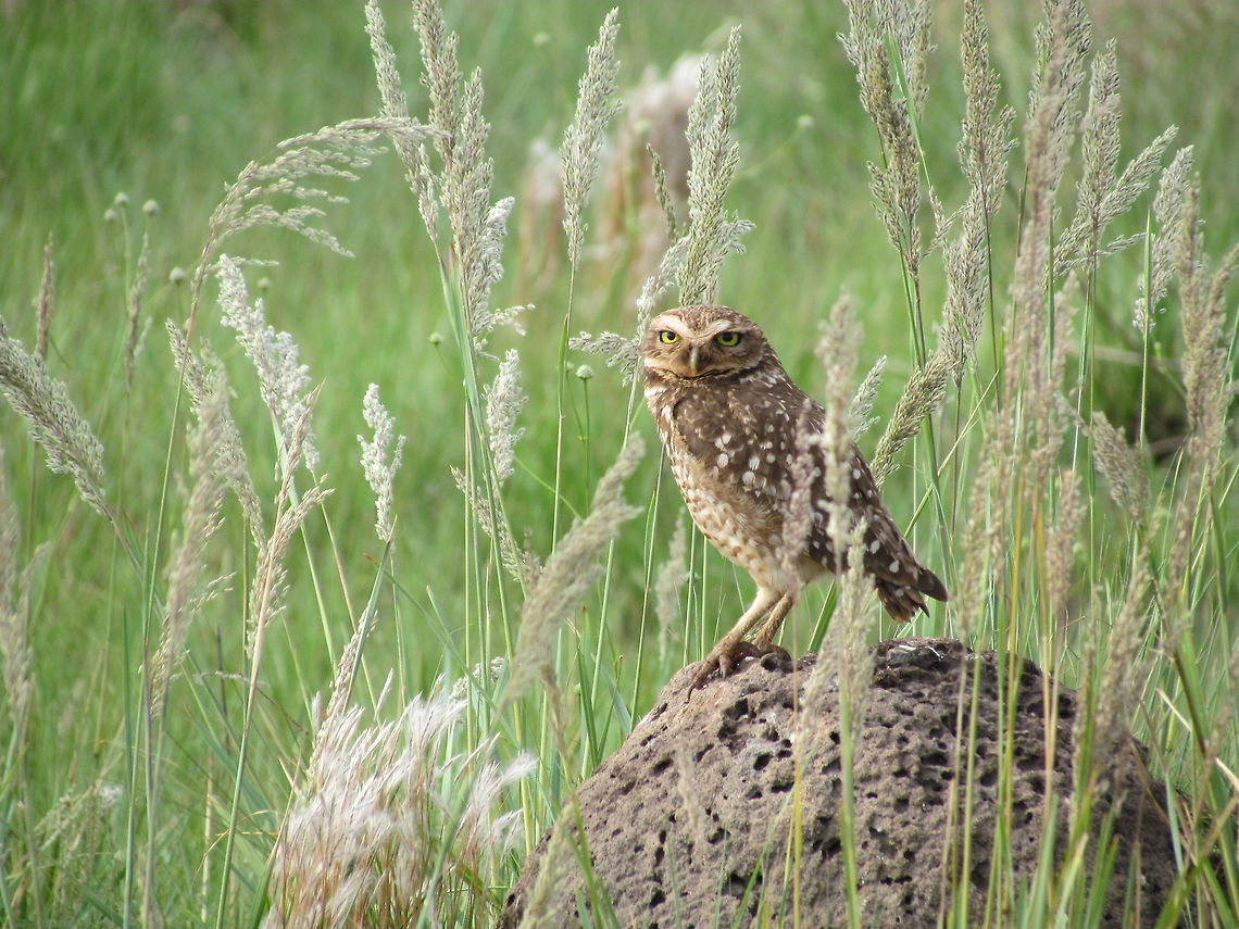 Burrowing Owl and Pampas Grass in Serra da Canastra NP, Brazil I just returned from a visit to South-east Brazil and one of the highlights was Serra da Canastra NP, featuring the amazing Brazilian Cerrado (Savanna). I shall be loading more pictures over the next few weeks of some of the amazing creatures I was able to photograph, but here is a great starter to set the mood. I love Burrowing Owls and they are very common and easy to see there. Athene cunicularia,Brazil,Burrowing Owl,Geotagged,Serra da Canastra,Spring