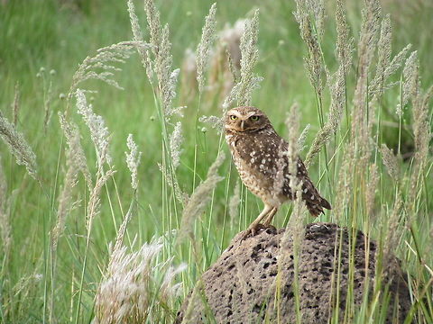Burrowing Owl and Pampas Grass in Serra da Canastra NP, Brazil I just returned from a visit to South-east Brazil and one of the highlights was Serra da Canastra NP, featuring the amazing Brazilian Cerrado (Savanna). I shall be loading more pictures over the next few weeks of some of the amazing creatures I was able to photograph, but here is a great starter to set the mood. I love Burrowing Owls and they are very common and easy to see there. Athene cunicularia,Brazil,Burrowing Owl,Geotagged,Serra da Canastra,Spring