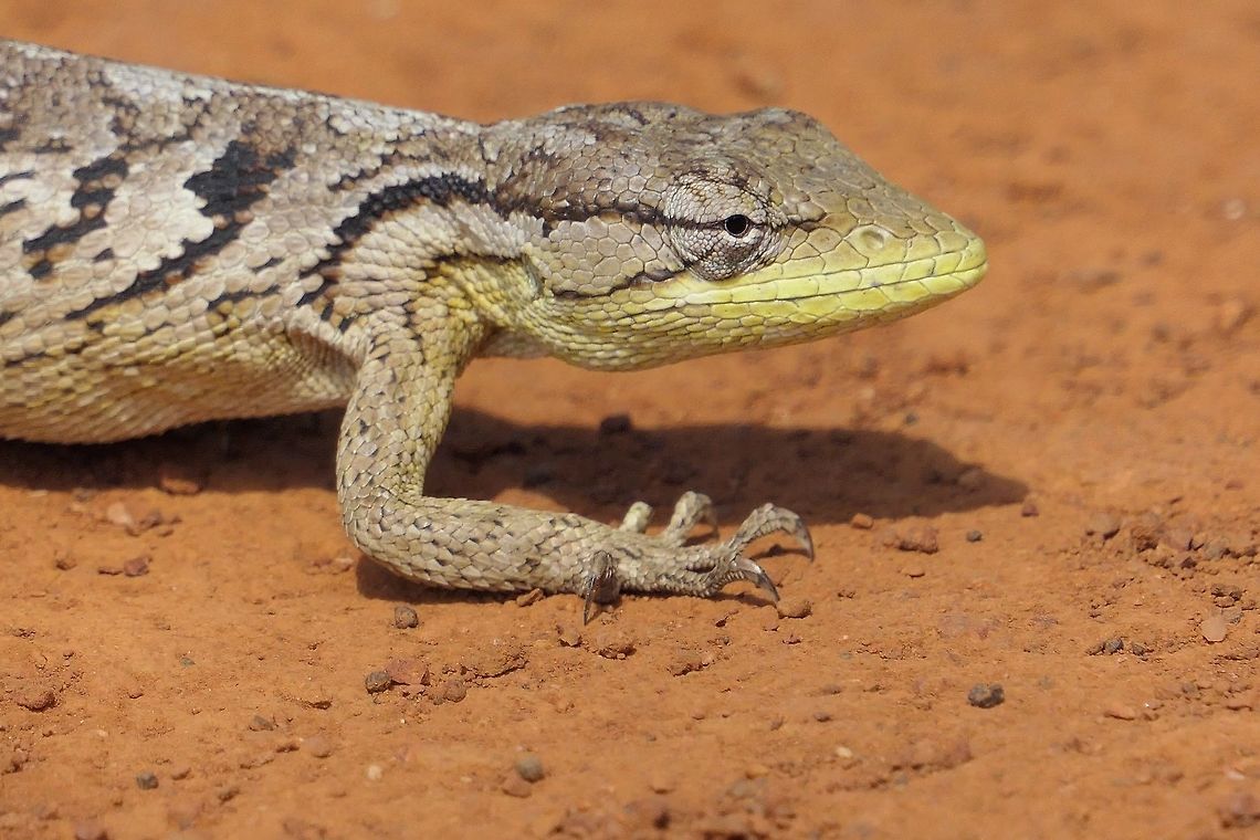 Brazilian Bush Anole close-up Tis one was sitting in the middle of the road as we drove up and happily just stayed there for pictures. The local guide identified it for us as this, so I am pretty sure about the identification - unless our Herp expert wants to differ. Anole,Brazil,Brazilian Bush Anole,Cerrado,Geotagged,Lizard,Polychrus acutirostris,Serra da Canastra,Spring