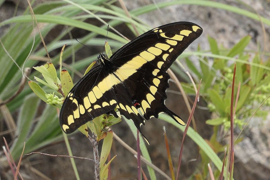 King Swallowtail at Rest We chased these all over a hilltop for awhile trying to get a decent photo and at last could take this one. A beautiful butterfly. Brazil,Geotagged,Papilio thoas,Serra da Canastra,Spring,Thoas swallowtail,cerrado