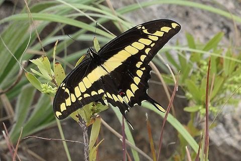King Swallowtail at Rest We chased these all over a hilltop for awhile trying to get a decent photo and at last could take this one. A beautiful butterfly. Brazil,Geotagged,Papilio thoas,Serra da Canastra,Spring,Thoas swallowtail,cerrado