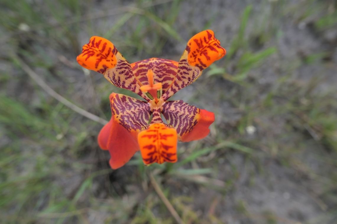 Trimezia juncifolia - amazing wild orchid of the Brazilian Cerrado The Brazilian Cerrado is an amazing place - not just because of the megafauna (Giant Anteaters and Maned Wolves), but because of all of the smaller creatures and plants - like this one. Brazil,Geotagged,Orchids,Serra da Canastra,Spring,Trimezia juncifolia,cerrado