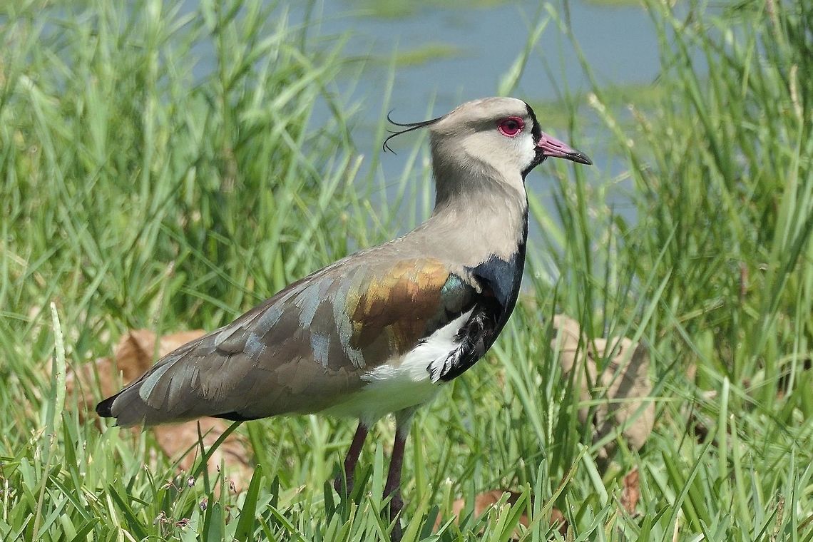 Southern Lapwing showing off its colors This belongs to my Serra da Canastra photos for although actually taken in a park at Rio Janeiro (and thus geotagged there) we saw lots in the National Park - this was the best photo. Brazil,Geotagged,Serra da Canastra,Southern Lapwing,Spring,Vanellus chilensis