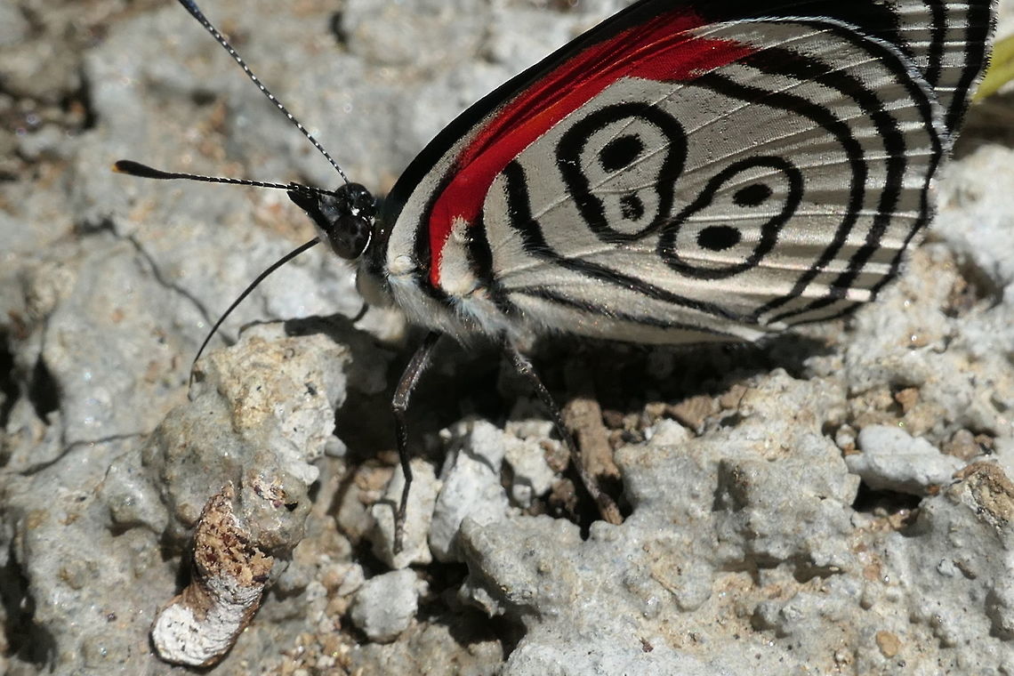 My What Big Eyes You Have I just love these butterflies with their distinctive wing pattern. We saw these at a place along the road where we stopped to view tanagers on the way to a Brazilian Atlantic Forest reserve (REGUA). Atlantic forest,Brazil,Cramer's Eighty-eight,Diaethria clymena,Geotagged,REGUA,Spring