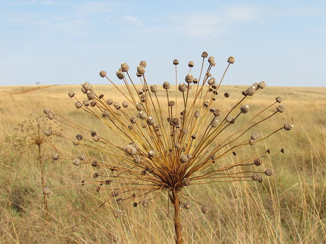 Paepalanthus chiquitensis of the Brazilian Cerrado Although they were post-blossom during our visit at the end of September, they are still interesting plants and when in bloom, have become the signature flower of the Brazilian Cerrado. You can see them on many wildlife/nature award wining photography sites. Brazil,Flowers,Geotagged,Paepalanthus chiquitensis,Serra da Canastra,Spring,cerrado