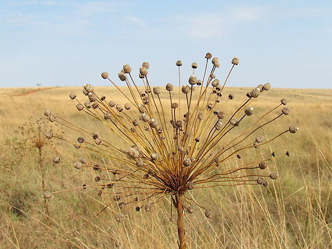 Paepalanthus chiquitensis of the Brazilian Cerrado Although they were post-blossom during our visit at the end of September, they are still interesting plants and when in bloom, have become the signature flower of the Brazilian Cerrado. You can see them on many wildlife/nature award wining photography sites. Brazil,Flowers,Geotagged,Paepalanthus chiquitensis,Serra da Canastra,Spring,cerrado