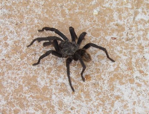 Brazilian Black Tarantula taking a stroll AS we drove along in the cerrado landscape of Serra da Canastra, the guide called this one out and we all jumped out for a look. In my experience, spiders seen in the street often take off when you stop and try and take a look/photo. Luckily, this one hung around for awhile allowing us to watch and photograph it. Tarantulas rock! They are just amazing creatures. Brazil,Brazilian black tarantula,Geotagged,Grammostola pulchra,Serra da Canastra,Spring,cerrado