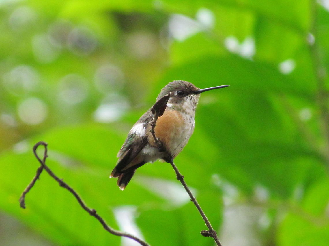 Female Amethyst Woodstar Hummingbirds are hard to photograph and I am still learning, but I saw this one in dark forest and frankly I wasn't expecting much, but I tried anyway and I think it came out fairly well, given the circumstances. This was in the forested part of Serra da Canastra national park in South-east Brazil. Amethyst woodstar,Brazil,Geotagged,Hummingbird,Serra da Canastra,Spring,amethystina