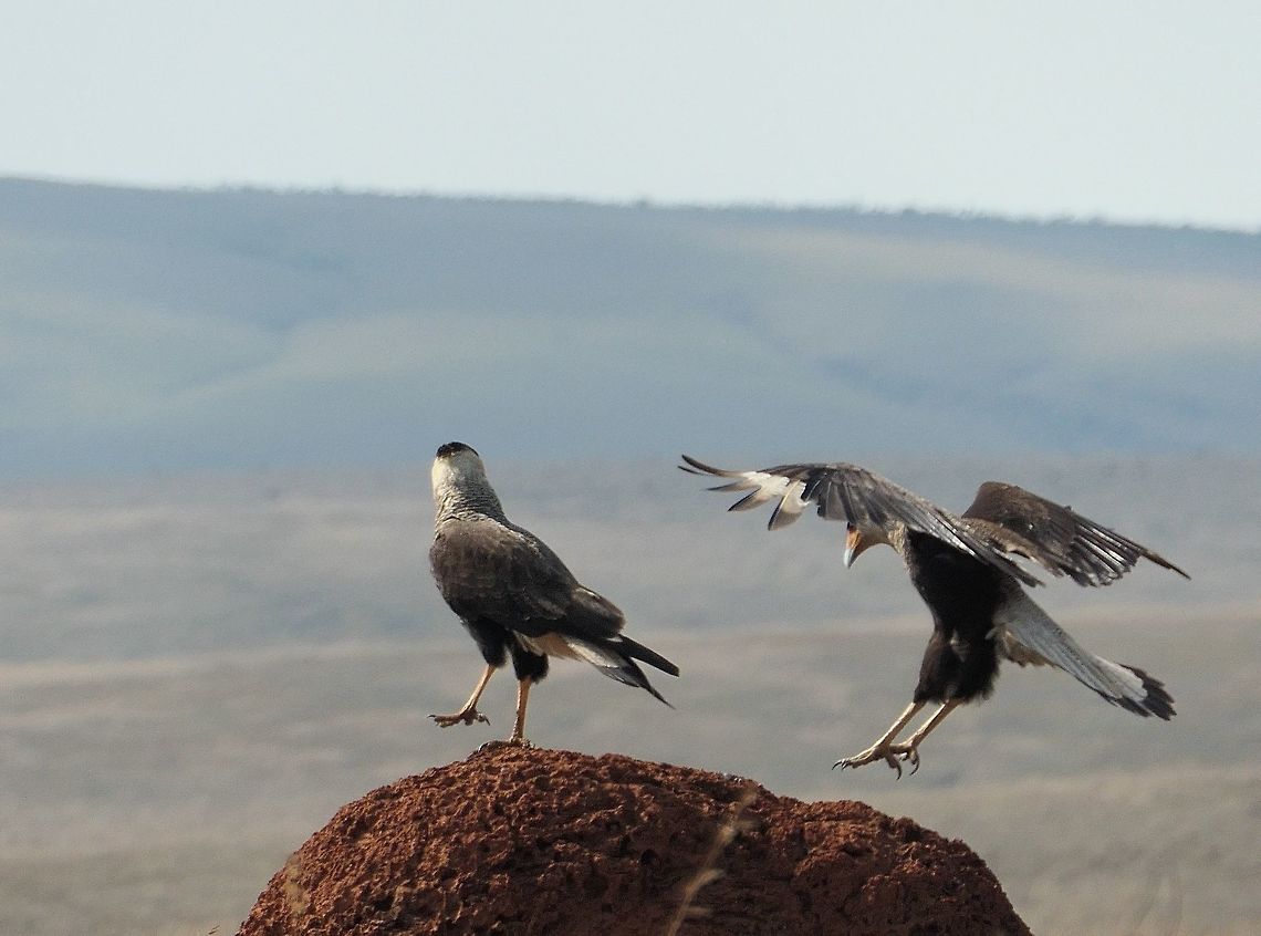 Dancing Caracaras in Canastra I couldn&#039;t resist this image when I noticed that most of the images in JD were of perched or standing birds. In the Brazilian savannah (Cerrado), these birds are very common and like the burrowing owls, they love to perch on the termite mounds that dot the landscape. Sometimes 2 will try to share a mound with much flapping and high stepping until they get comfortable. I particularly liked this image because it almost looks like they are dancing. Brazil,Caracara plancus,Geotagged,Serra da Canastra,Southern Crested Caracara,Spring