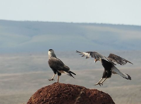 Dancing Caracaras in Canastra I couldn't resist this image when I noticed that most of the images in JD were of perched or standing birds. In the Brazilian savannah (Cerrado), these birds are very common and like the burrowing owls, they love to perch on the termite mounds that dot the landscape. Sometimes 2 will try to share a mound with much flapping and high stepping until they get comfortable. I particularly liked this image because it almost looks like they are dancing. Brazil,Caracara plancus,Geotagged,Serra da Canastra,Southern Crested Caracara,Spring