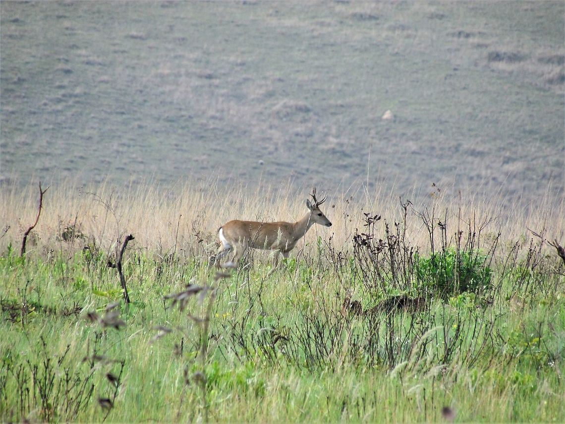 Pampas Deer in the Brazilian savannah Not an incredible shot, but when I saw that JD didn&#039;t have an adult of this species, I thought that I would share this picture of a buck with antlers. South America has a number of interesting, relatively unknown deer species like this one. Brazil,Geotagged,Ozotoceros bezoarticus,Pampas deer,Serra da Canastra,Spring
