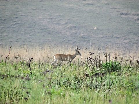 Pampas Deer in the Brazilian savannah Not an incredible shot, but when I saw that JD didn't have an adult of this species, I thought that I would share this picture of a buck with antlers. South America has a number of interesting, relatively unknown deer species like this one. Brazil,Geotagged,Ozotoceros bezoarticus,Pampas deer,Serra da Canastra,Spring