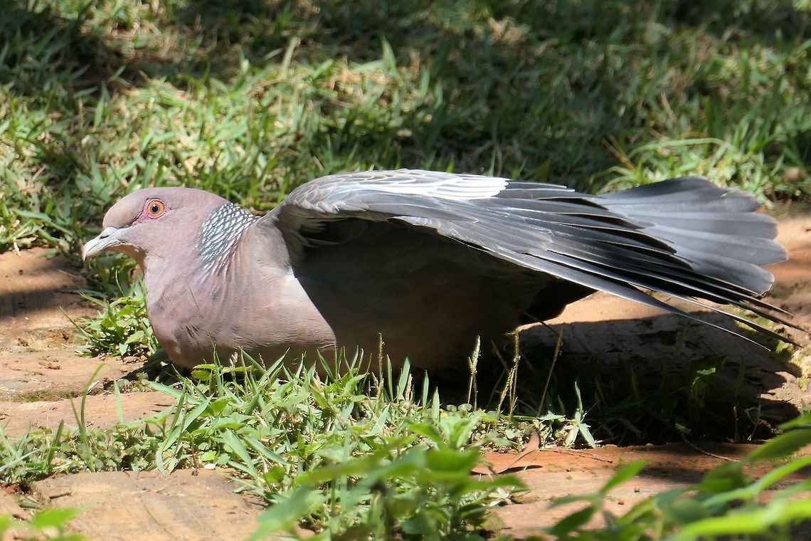Picazuro Pigeon taking a dust bath at our lodge These pigeons are fairly common in South-east Brazil, so I was kind of surprised to find only one other photo on JD and from a Bird Park. This one was wild and enjoying a dust bath (supposedly to get rid of parasites) in the garden of our lodge at Serra da Canastra. Brazil,Geotagged,Patagioenas picazuro,Picazuro pigeon,Serra da Canastra,Spring