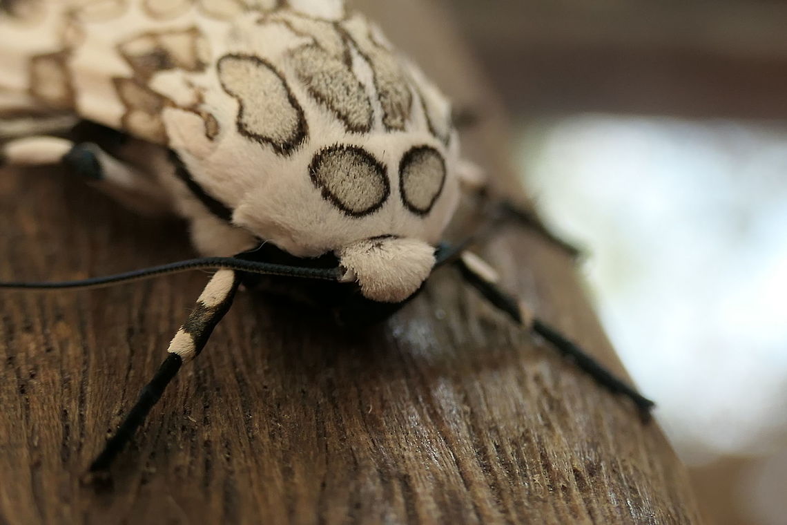 Hypercompe icasia near the Vicitor's center of Serra da Canastra These moths, known in many places as Leopard or even giant leopard moths are spectacular &quot;snow-leopard colored&quot; moths. This species is common around South America. We saw and photographed this individual at Serra da Canastra NP in southeastern Brazil. Brazil,Geotagged,Hypercompe,Hypercompe icasia,Serra da Canastra,Spring,leopard moth