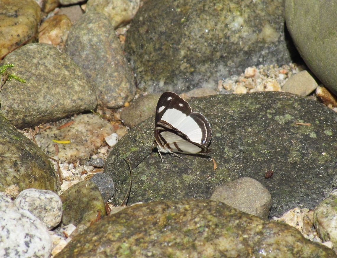 Exquisite Sailor Butterfly in the Atlantic Forest, Brazil A nice little butterfly, not outrageously colorful like many Brazilian butterflies, but still attractive. We saw it while on a bird tour and stopping at a waterfall for a pause. Atlantic forest,Brazil,Butterfly,Dynamine athemon,Exquisite Sailor,Geotagged,Spring