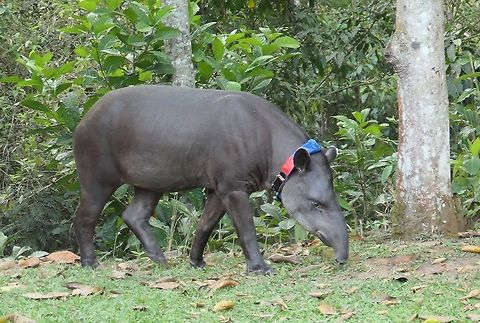 South American Tapir in a Protected Private Reserve in Brazil I am proud to be the person who added the first image of the South American Tapir actually taken in South America! I am surprised too. Yes, the radio tracking collar detracts a bit from the "wildness" of the image - but this was a wild tapir that was not fed or restrained in any way, other than the limits of the private reserve where it lived. At the REGUA reserve in south eastern Brazil, mostly set up for Atlantic Forest birds, they introduced tapirs several years ago and still follow the movements of 2 of them (like this one). The reserve was also colonized by Capybara and Caiman, both of which somehow found their way in on their own. I have traveled in the Amazon and Pantanal but never seen a wild tapir until this trip. 
Tapirs have a special place in my heart ever since I was 8-years old and the school teacher in Science asked us all to name an animal that only eats plants and after "horse, cow, sheep" I said tapir and the teacher had never heard of it (not really sure how I knew what it was, but I must have seen a picture in one of my animal books)! 
So when we checked into the lodge at REGUA and they told us to be careful of wild tapirs coming into the garden occasionally in the evening, I was thrilled (we were instructed not to feed them and make no attempt to approach them). Sure enough, this one showed up and I had the joy of finally seeing a wild tapir. Apparently they started coming in to steal the fruit on the birding table. After the lodge moved the fruit into the trees, they still would visit - which is great for the guests, especially if they have always wanted to see a tapir. I would still love to see the amazing black-and-white Malaysian tapir someday . . . Atlantic forest,Brazil,Geotagged,REGUA,South American tapir,Spring,Tapirus terrestris