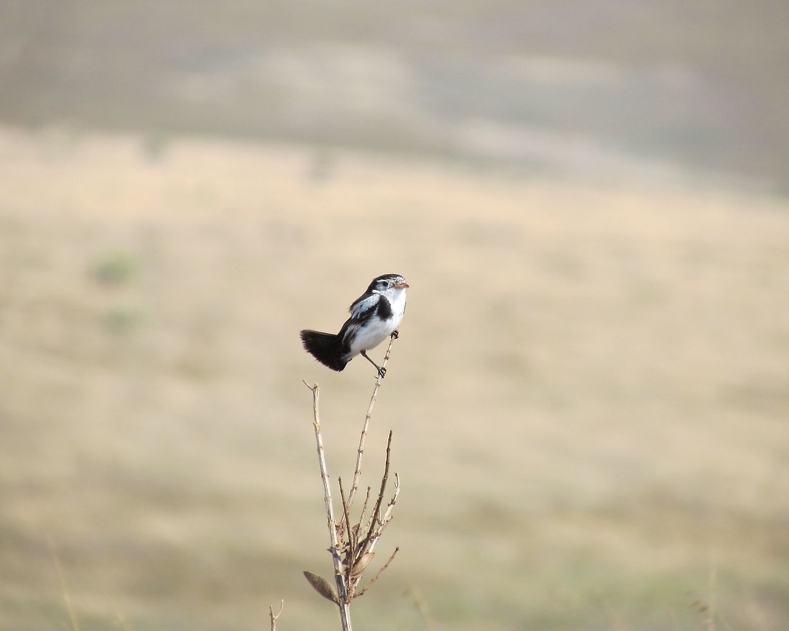 The Cock-tailed Tyrant doing what it does best This is a delightful little bird that loves to perch on prominent vegetation and yes, cock its tail up and down. I had never heard of it (easy to overlook in the Brazilian Birds guidebook) and when the guide identified it for me, I thought that she was saying the Cocktail Tyrant - which sounded really cool. Alas, the real name is more prosaic, but it stull is a fun little bird to observe, constantly posing and flicking its tail up and down. They are very active and hard to get a good picture of, but great fun to just sit back and watch. This is truly the goodwill ambassador of the Brazilian Cerrado as here at Serra da Canastra NP. Alectrurus tricolor,Brazil,Cock-tailed tyrant,Geotagged,Serra da Canastra,Spring,cerrado