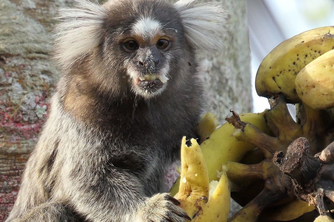 Common Marmoset - looks guilty to be caught eating the banana At the lodge we were staying at in the Brazilian Atlantic Coast Forest, they had moved the fruit table intended for the birds into a tree to keep it away from the tapirs (see South American Tapir). This was no problem for the marmosets, however, and they frequently came for some free meals - and which were great fun to watch. Atlantic forest,Brazil,Callithrix jacchus,Common marmoset,Geotagged,REGUA,Spring