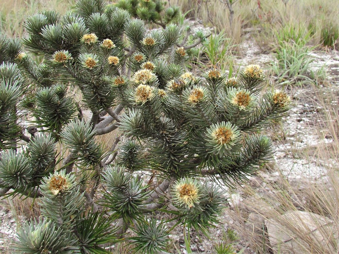 Lychnophora salicifolia in Serra da Canastra NP One of the many fascinating and strange looking plants in the Brazilian Cerrado of Serra da Canastra NP.  I have a number of photos that I am trying to identify - but it is slow going. These prefer rocky savanna landscapes which is a perfect description of where I saw them. Brazil,Geotagged,Lychnophora salicifolia,Serra da Canastra,Spring,cerrado,lychnophora