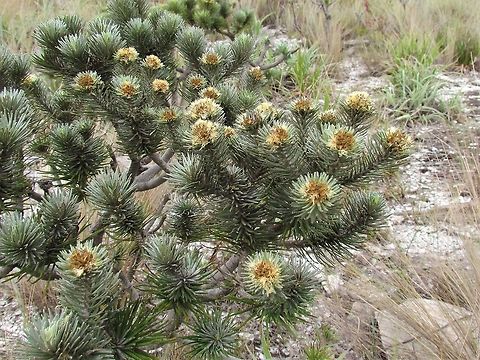 Lychnophora salicifolia in Serra da Canastra NP One of the many fascinating and strange looking plants in the Brazilian Cerrado of Serra da Canastra NP.  I have a number of photos that I am trying to identify - but it is slow going. These prefer rocky savanna landscapes which is a perfect description of where I saw them. Brazil,Geotagged,Lychnophora salicifolia,Serra da Canastra,Spring,cerrado,lychnophora