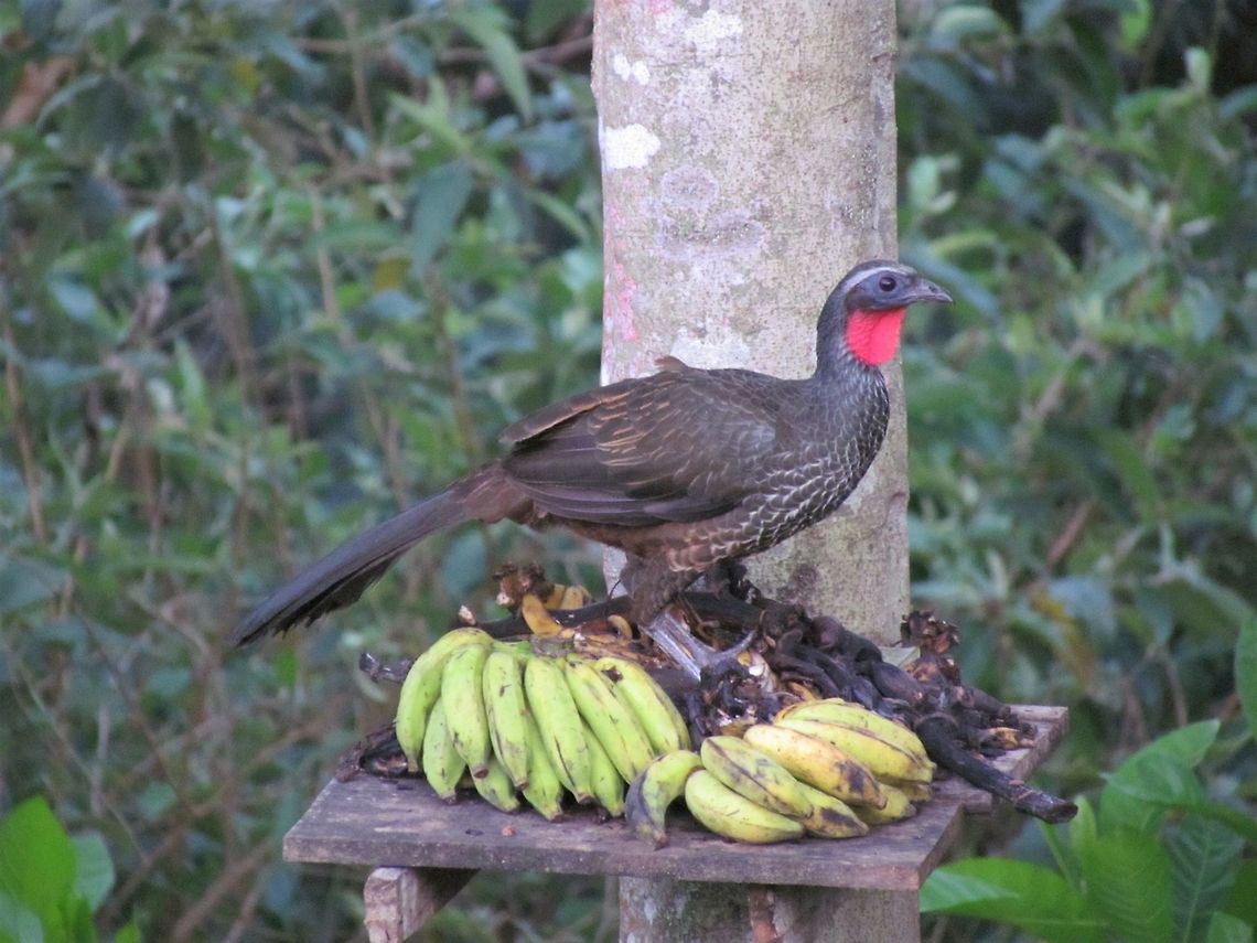 Rusty-margined Guan in Atlantic Forest Reserve, Brazil Another image made in very low light as dusk was reducing the light with every moment. These birds came every evening to the fruit tray put up in the trees to prevent the tapirs getting it, but always just a few moments before it was pitch dark and so photography was challenging to say the least. Still, fun to see these "jungle chickens" as they tend to be shy and retiring and thus hard to see. Atlantic forest,Brazil,Geotagged,REGUA,Rusty-margined guan,Spring,superciliaris