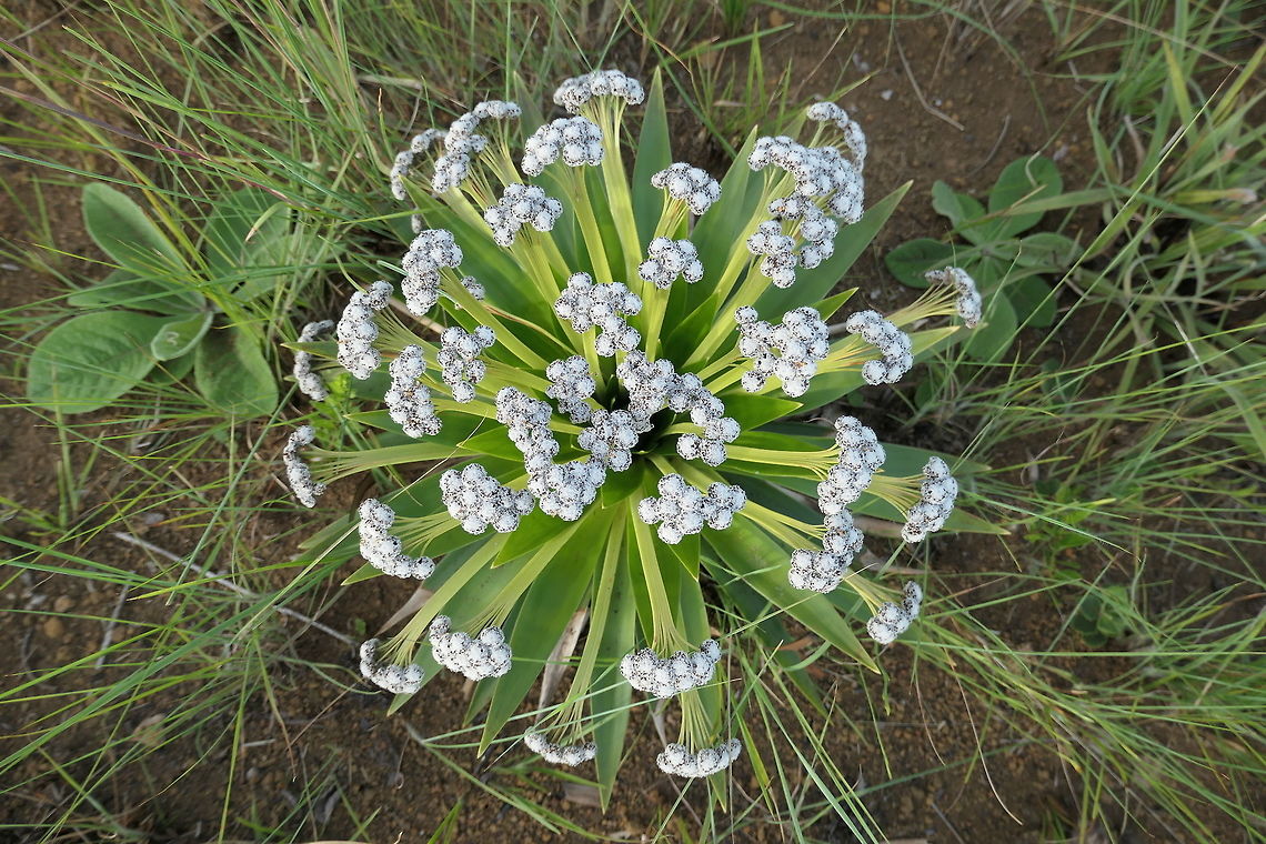 Paepalanthus bromelioides: the smaller relative of the iconic Paepalanthes chiquitensis The stronghold for Paepalanthes species would seem to be the Brazilian Cerrado (here from Serra da Canastra NP), as in addition to the poster plant of the region (featured in most photographs), Paepalanthes chiquitensis, there are also several other species including this much lower growing version. Brazil,Geotagged,Paepalanthus bromelioides,Serra da Canastra,Spring,bromelioides,cerrado