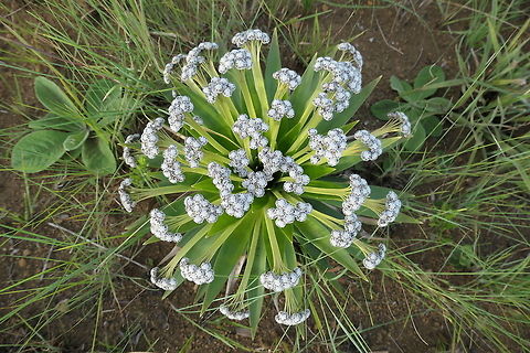Paepalanthus bromelioides: the smaller relative of the iconic Paepalanthes chiquitensis The stronghold for Paepalanthes species would seem to be the Brazilian Cerrado (here from Serra da Canastra NP), as in addition to the poster plant of the region (featured in most photographs), Paepalanthes chiquitensis, there are also several other species including this much lower growing version. Brazil,Geotagged,Paepalanthus bromelioides,Serra da Canastra,Spring,bromelioides,cerrado