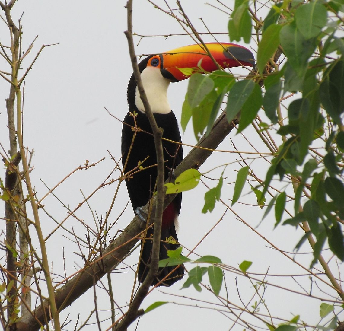 Toco Toucan in the wild Although Serra da Canastra NP is full of strange and exotic creatures (a number of which I have posted here), there are also some more familiar ones - like this, the poster bird for Brazil, if not all of South America. They are always great to see and we encountered a flock of about 10 - wonderful! Brazil,Geotagged,Ramphastos toco,Serra da Canastra,Spring,Toco toucan