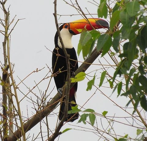 Toco Toucan in the wild Although Serra da Canastra NP is full of strange and exotic creatures (a number of which I have posted here), there are also some more familiar ones - like this, the poster bird for Brazil, if not all of South America. They are always great to see and we encountered a flock of about 10 - wonderful! Brazil,Geotagged,Ramphastos toco,Serra da Canastra,Spring,Toco toucan