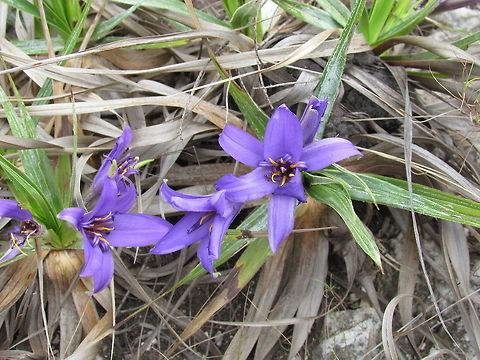 Vellozia squamata flowers Vellozia squamata is my best guess - a pretty little spot of color growing amid the rocks among the savanna. Brazil,Geotagged,Serra da Canastra,Spring,Vellozia,Vellozia squamata,cerrado