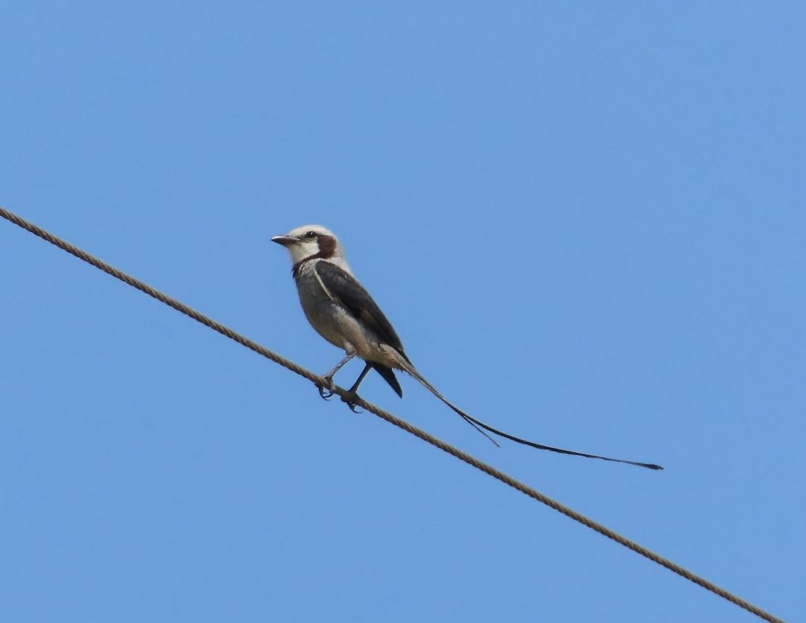 The Streamer-tailed Tyrant in all its glory This is a distinctive and dramatic bird that is not widely known outside of south-eastern Brazil. Our guide used taped calls (which I usually frown on) to get one to appear and they are beautiful little birds, but fairly shy and difficult to get a good look or photo. Brazil,Geotagged,Spring,Streamer-tailed tyrant,yetapa