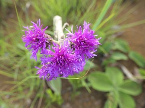 Chresta sphaereocephala - another beautiful Brazilian Cerrado wildflower The savanna of southern Brazil, although it appears to be all rather monotonous grassland at first glance, is dotted with wonderful wildflowers if you just take a moment to look. Brazil,Chresta sphaerocephala,Geotagged,Serra da Canastra,Spring,Wildflowers,cerrado