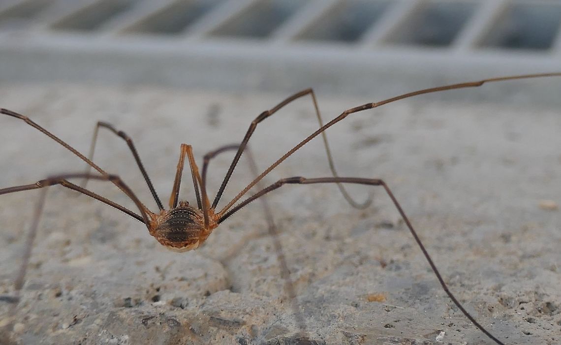 Phalangium opilio on my house terrace I couldn&#039;t resist adding this one to the Germany list. Sure, they are very common - but still fascinating creatures. Daddy longlegs,Geotagged,Germany,Phalangium opilio,Summer