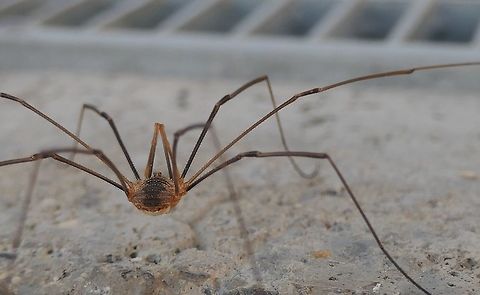Phalangium opilio on my house terrace I couldn't resist adding this one to the Germany list. Sure, they are very common - but still fascinating creatures. Daddy longlegs,Geotagged,Germany,Phalangium opilio,Summer
