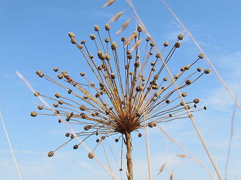 Paepalanthus against the Skyline Another view of this amazing plant this time highlighting its structure rather than the Brazilian Savannah where it is found. Brazil,Fall,Geotagged,Paepalanthus chiquitensis,Serra da Canastra,autumn