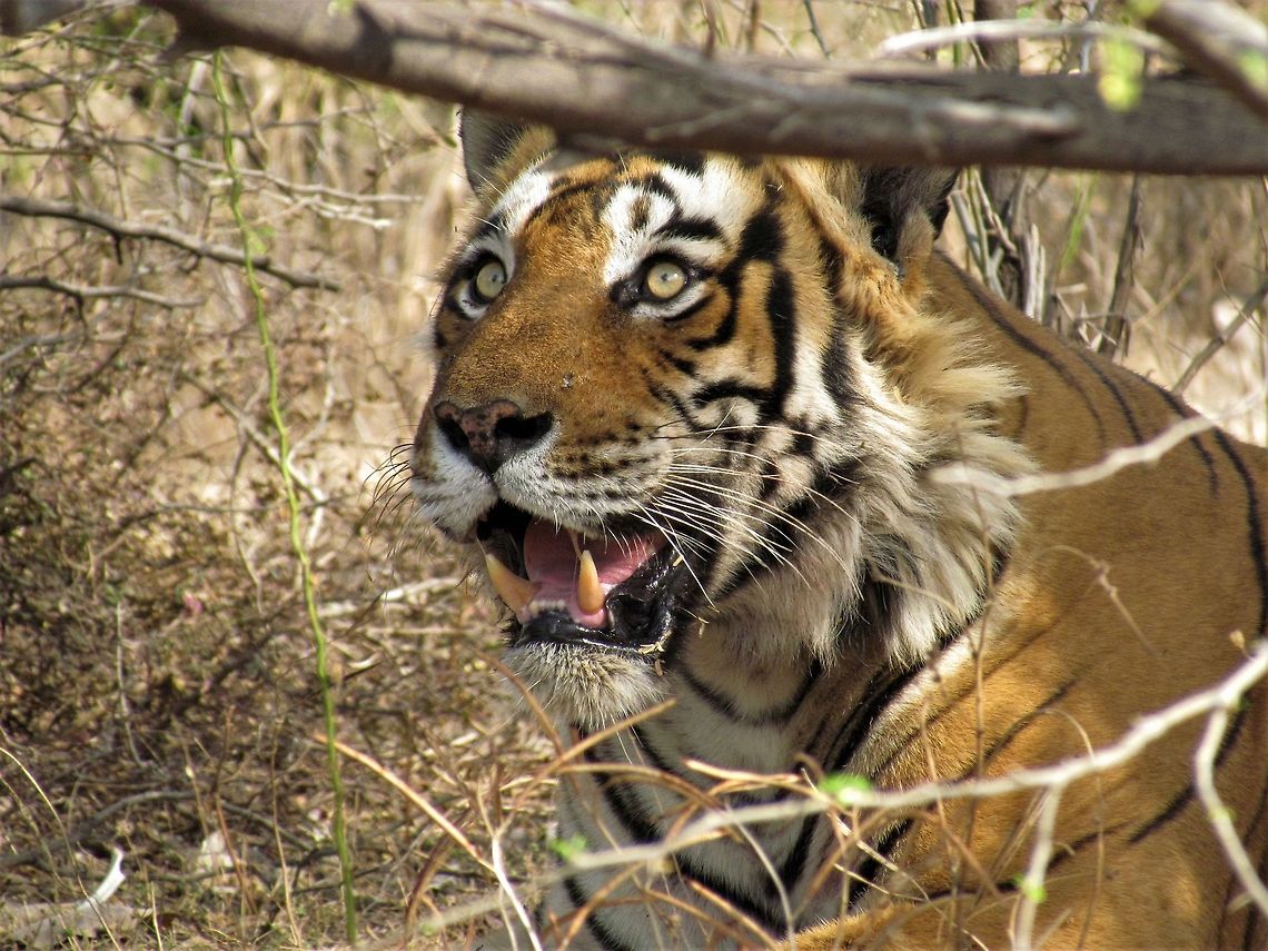 Bengal Tiger Close-up-1 Just got back from a great trip to India (Ranthambore and Andaman Islands) and we had great luck with tigers. In 3 days, we took safaris morning and afternoon and saw tigers on 5 of the 6 trips! And not just &quot;saw&quot; them, but saw them with kills, stalking, and very close. Amazing trip - should anyone want to plan such a trip, let me know and I can help you maximize your chances. Seeing these amazing creatures close up is an unforgettable experience even for fairly well-travelled wildlife fans like myself. Bengal tiger,Geotagged,India,Panthera tigris tigris,Ranthambore National Park,Winter