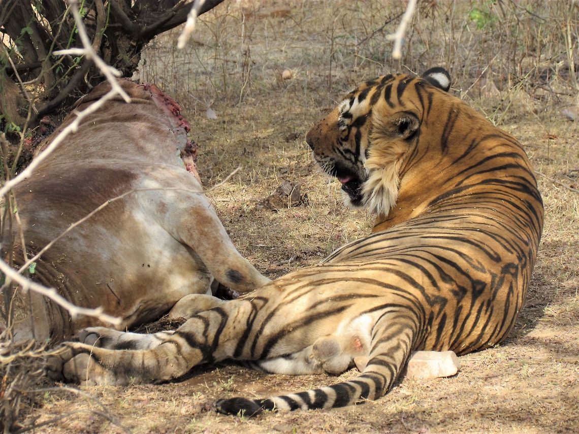 Bengal Tiger with Kill. We were very fortunate in Ranthambore NP to not just see tigers, but to see tigers with kills, tigers moving kills, and tigers stalking (imagine a 300 kg house cat). This one is resting next to its kill allowing us to drive quite close. It completely ignored us, but the guides said that had we been on foot it would never have allowed us to get that close. Bengal tiger,Geotagged,India,Panthera tigris tigris,Rajasthan,Ranthambore National Park,Winter