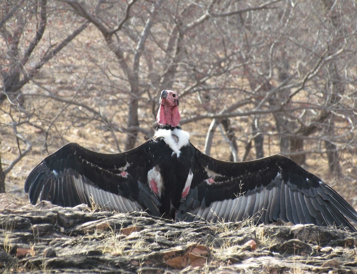 Red-headed Vulture Showing Off Ranthambore NP is all about tigers, naturally, but there are plenty of other wildlife highlights to enjoy. It has a very healthy vulture population, which is something special in India after &gt;90% of all vultures died in the recent diclofenac and related environmental population crash. This one is doing something I have only rarely seen vultures do in Africa and never in India - spreading its wings as if to expose itself or dry its wings. I had never before realized that it had the bright red, featherless skin patches that you can see in the photo as these are usually covered up. We had luck in that a cow had died from natural causes and the vultures had a chance to gather around to get what they could before a Leopard or Tiger found the carcass and took it over for themselves. For those considering a trip to Ranthambore - this was in Zone 7. Geotagged,India,Rajasthan,Ranthambore National Park,Red-headed vulture,Sarcogyps calvus,Winter