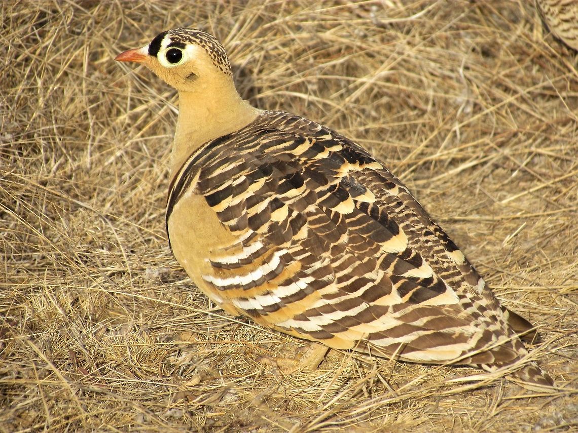 Painted Sandgrouse Staying Still to Avoid Detection Another marvelous Ranthambore sighting, this one and its mate froze instead of flushing allowing us not only a great view but also a great photo. Geotagged,India,Painted sandgrouse,Pterocles indicus,Rajasthan,Ranthambore National Park,Winter