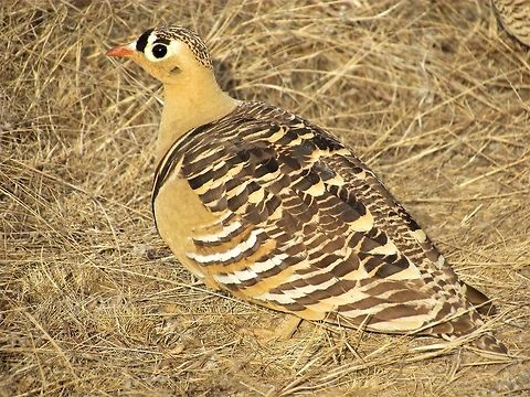 Painted Sandgrouse Staying Still to Avoid Detection Another marvelous Ranthambore sighting, this one and its mate froze instead of flushing allowing us not only a great view but also a great photo. Geotagged,India,Painted sandgrouse,Pterocles indicus,Rajasthan,Ranthambore National Park,Winter