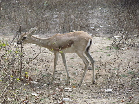 Indian Gazelle baby Ranthambore is so much more than just tigers, and there were decent numbers of these in every zone we visited. It does make you wonder a bit how groups of these manage to survive in forests teeming with tigers and leopards, but I guess that it is a testament to the utility of speed as a survival strategy. Chinkara,Gazella bennettii,Geotagged,India,Rajasthan,Ranthambore National Park,Winter