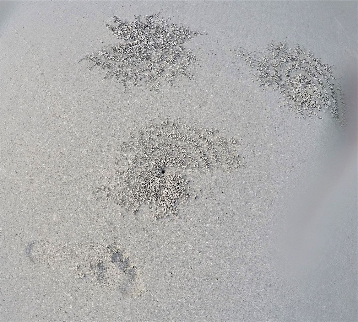 Sand Bubbler Crab Burrows At the Radhanagar beach on Havelock Island, Andaman islands, India, you can see these strange formations every day at low tide. If you watched for a bit, you could see tiny white crabs coming out of the hole, scooping up sand and rolling it into these tiny balls. Even cooler was that each crab seemed to have its own pattern, with some creating whorls, concentric circles, radiating rays, and many other patterns. I never got bored of looking at them while strolling along the beach. Some internet research suggests that this is their feeding method as they sort through the sand looking for small tidbits to eat. Crabs,Geotagged,Havelock island,India,Indian Ocean,Winter,andamans