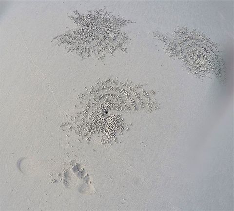 Sand Bubbler Crab Burrows At the Radhanagar beach on Havelock Island, Andaman islands, India, you can see these strange formations every day at low tide. If you watched for a bit, you could see tiny white crabs coming out of the hole, scooping up sand and rolling it into these tiny balls. Even cooler was that each crab seemed to have its own pattern, with some creating whorls, concentric circles, radiating rays, and many other patterns. I never got bored of looking at them while strolling along the beach. Some internet research suggests that this is their feeding method as they sort through the sand looking for small tidbits to eat. Crabs,Geotagged,Havelock island,India,Indian Ocean,Winter,andamans