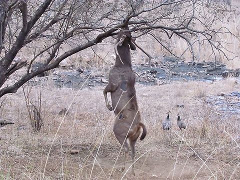 Reach for the Top - Sambar Deer on two Legs We saw this Sambar Deer standing and very occasionally getting up on 2 legs to nibble on the higher branches. After several unsuccessful attempts to capture this behaviour, I finally managed a shot. I had never seen this large deer do this before. Geotagged,India,Rajasthan,Ranthambore National Park,Rusa unicolor,Sambar,Winter