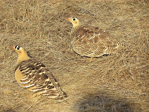 Painted Sandgrouse Pair Since the only pictures that we have of Painted Sandgrouse are of the male, I thought that a picture of a pair would be nice - showing the difference and clearly illustrating that female ground birds usually sport very cryptic coloration - fo good reason. Geotagged,India,Painted sandgrouse,Pterocles indicus,Rajasthan,Ranthambore National Park,Winter