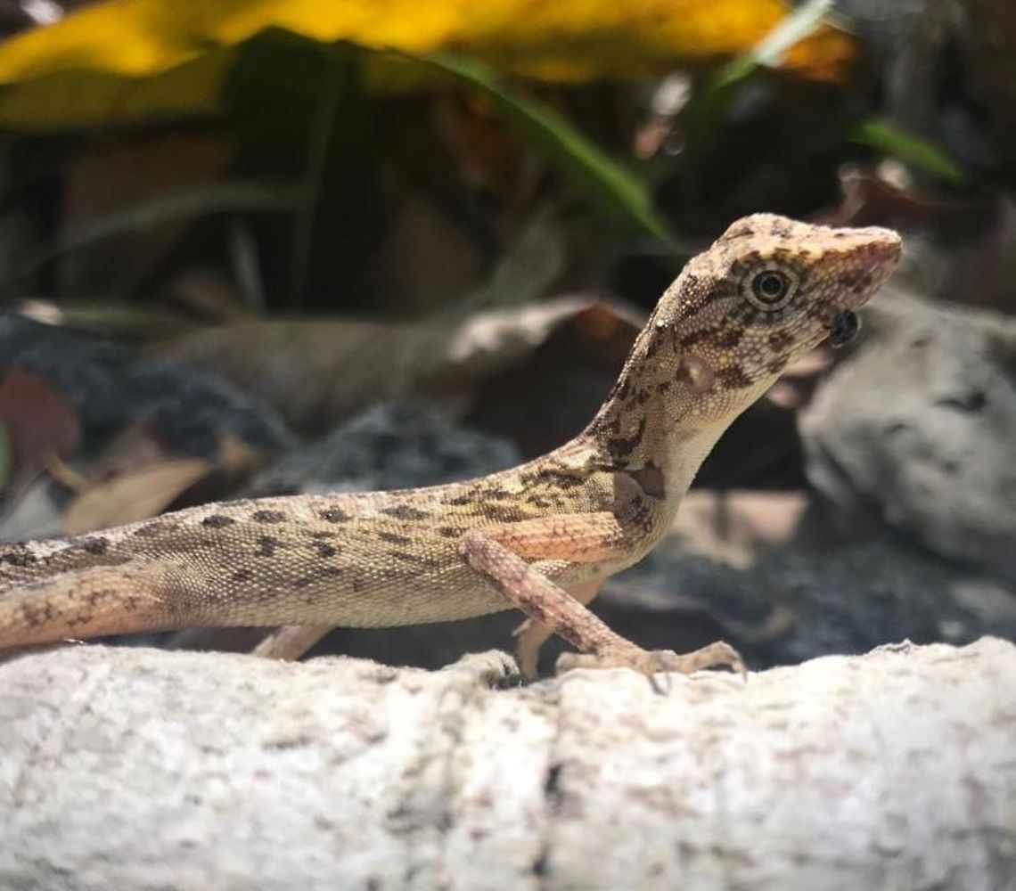 Bay Islands Forest Lizard We stayed at the Barefoot at Havelock Resort and these little fellows were pretty common in the forest around our cabin. This is my best guess at identification, although I await the judgement of our resident Herp master, John Sullivan. Bay Islands Forest Lizard,Coryphophylax subcristatus,Geotagged,India,Winter,andamans