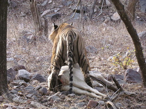 Tiger moving his dinner to a more private place Another action photo of the Ranthambore tigers, this time dragging its dinner carcass to a more secluded spot for a private meal. Astounding strength to be able to pick up a cow with your teeth and move it! Bengal tiger,Geotagged,India,Panthera tigris tigris,Rajasthan,Ranthambore National Park,Winter