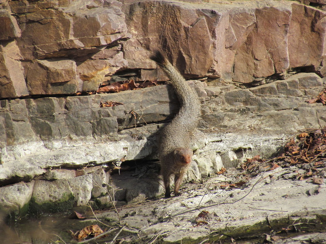A Ruddy Mongoose Poses for the Tourists Ranthambore is justifiably famous for tigers (as you can see form my other pictures), but there is much of interest in terms of birds and other mammals, such as this little fellow. Geotagged,Herpestes smithii,India,Rajasthan,Ranthambore National Park,Ruddy Mongoose,Winter