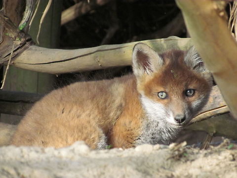 Fox Kit in the Wild Believe it or not, we photographed this fox kit right next to its den. We set up a camera trap and got pictures of all 3 kits as well as the mother - and all this in a small patch of forest not far from where we live! A great reminder that there is amazing nature not just thousands of kilometers away in deserts or tropical jungles, but also close to home if you just walk quietly and keep your eyes open! Baden-W&uuml;rtemburg,Geotagged,Germany,Red Fox,Spring,Vulpes vulpes